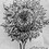 Joseph_Flowers