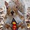 nomadic-squirrel